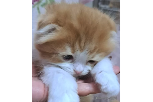 成約済の埼玉県のスコティッシュフォールド(折れ耳)-107415の2枚目